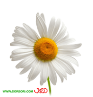 گل بابونه png