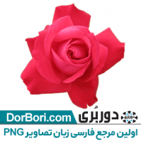 گل رز قرمز-۰۰۱
