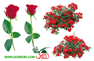 گل رز قرمز png – 005