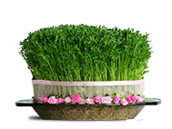 سبزه سفره هفت سین -۰۰۲