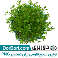 سبزه عید png