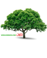 تصویر درخت بدون پس زمینه