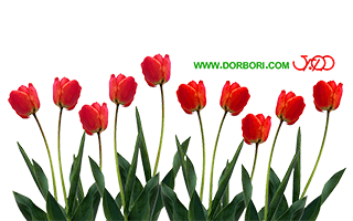گل لاله قرمز با کیفیت بالا